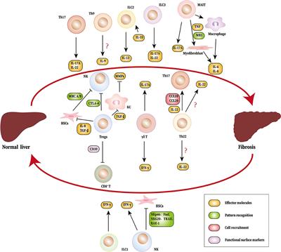 Novel Immune Subsets and Related Cytokines: Emerging Players in the Progression of Liver Fibrosis